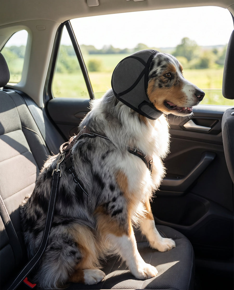 Australian shepherd on a car ride wearing charcoal SnoozyPups ear muffs and a seat-belt harness